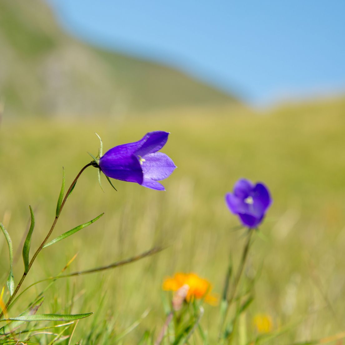 Hier steht der Titel