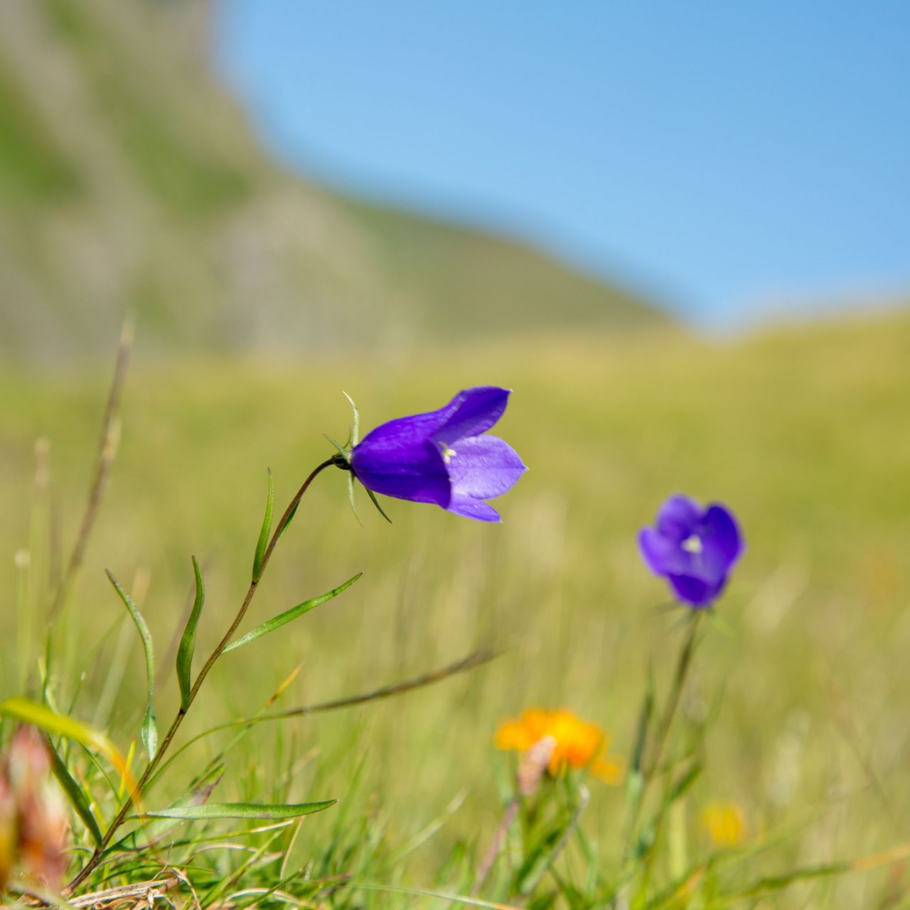 Hier steht der Titel